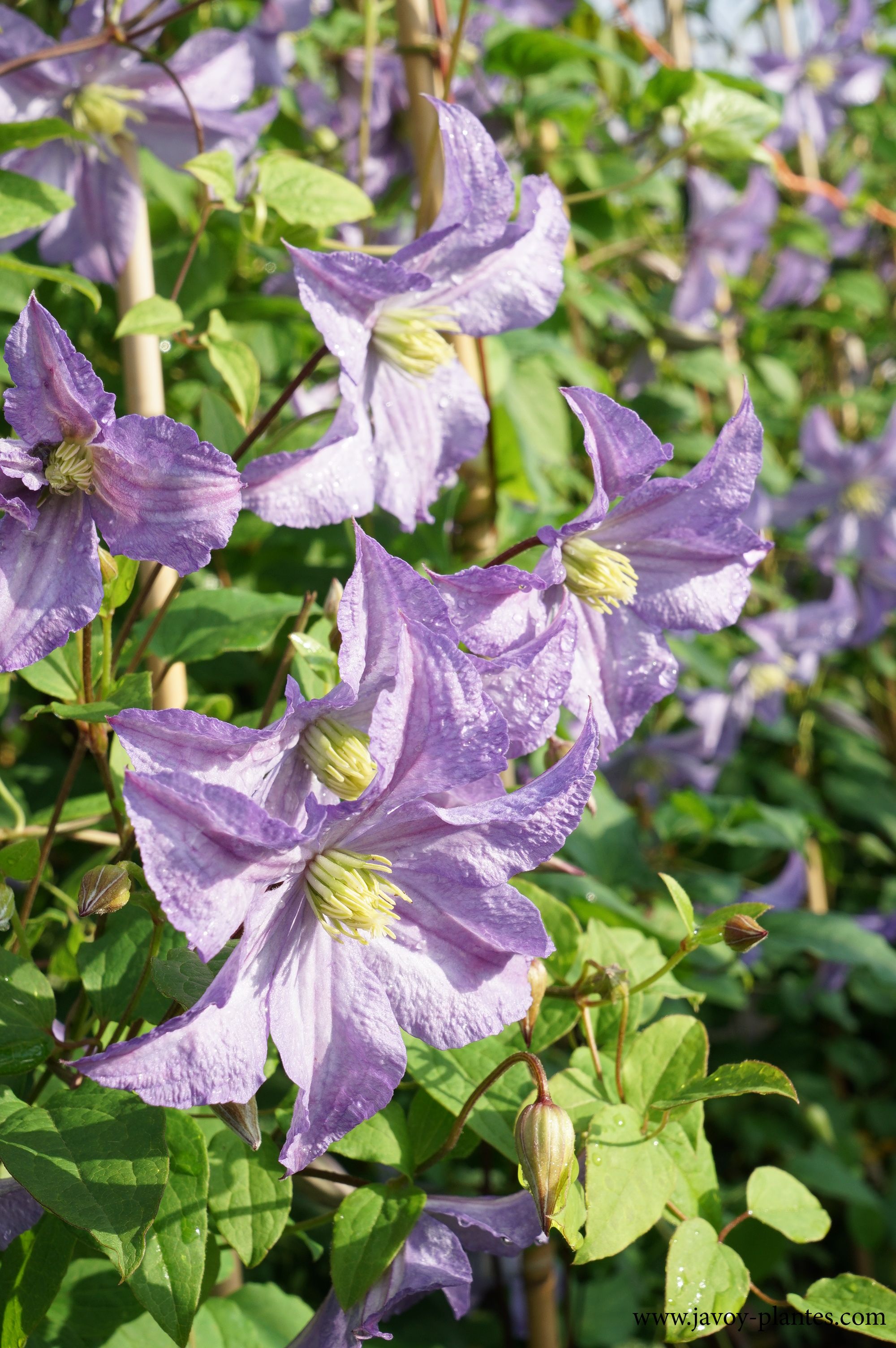 Clematis viticella 'Blue Angel'